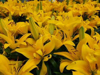 A lot of yellow lilies