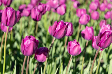 selective focus of tulip flower on flowerbed. tulip flower in summer. photo of tulip flower. tulip flower