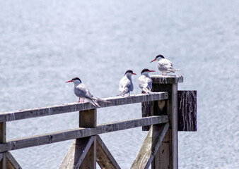 Obraz premium seagull on the roof
