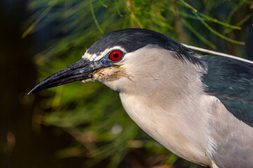 Close up of a Black-crowned Night Heron head with bright red eye.