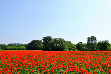 beautiful lush red poppy field in panoramic view. spring scene. green trees in the background. nature and outdoors. colorful nature photo. blooming red spring wild flowers. Papaver rhoeas. 
