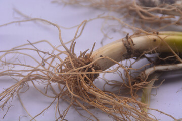 close up view of the root of leeks, has fibrous roots. The roots of leeks that have been taken and...