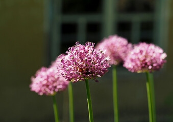Flowers of decorative garlic on a natural background