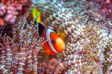 Fototapeta na wymiar tomato clownfish,Amphiprion,
