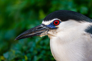 Close up of a Black-crowned Night Heron head with bright red eye.