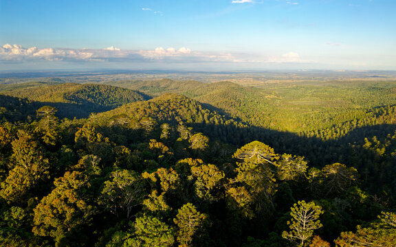 Bunya Mountains National Park in Queensland Australia, section of Great Dividing Range covered with ancient conifer rainforest, various timbers including red cedar, bunya pine and hoop pine