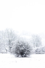 Fototapeta na wymiar Snowy Tree