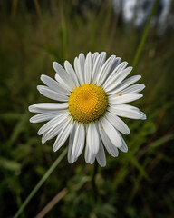 Fototapeta premium white daisy with a yellow center surrounded by a field of green grass, generative ai 