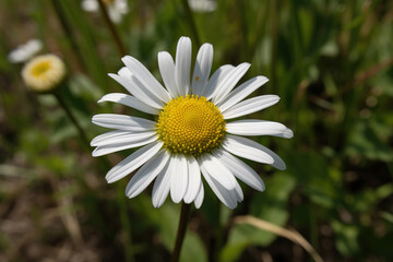 white daisy with a yellow center surrounded by a field of green grass, generative ai 