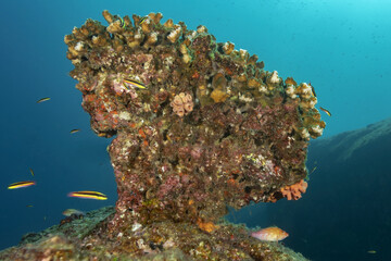 Fototapeta na wymiar arrecife