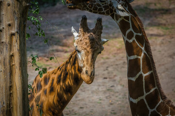 A giraffe closeup in neunkirchen in saarland at summer