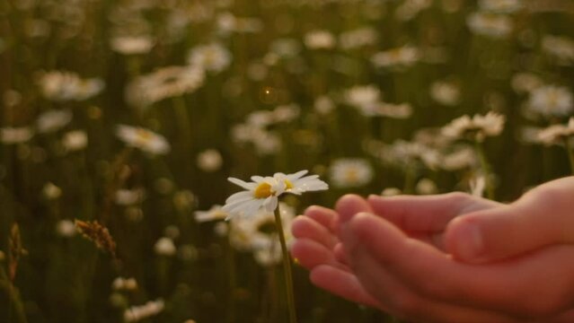 Close up of hand unrecognizable little girl gently touching beautiful chamomiles in summer park at warm sunlight. Small kid enjoy and explore nature during sunset. Selective focus. Slow motion