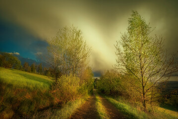 sunrise in the forest