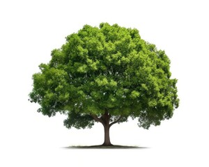 Fototapeta na wymiar An isolated green tree. (Generative AI)
