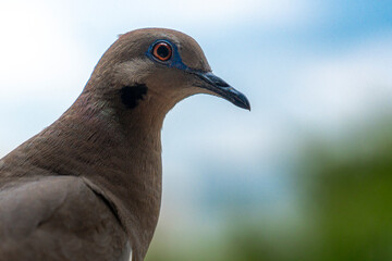 close up of a dove