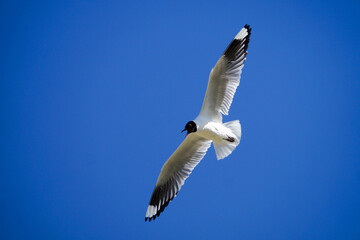 Gaviota Andina 