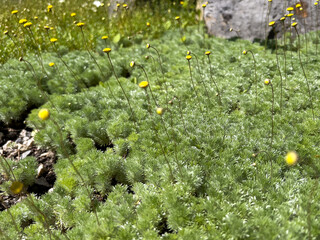 Cotula hispida Harv., Asteraceae, moss with yellow flower, fairy rock garden