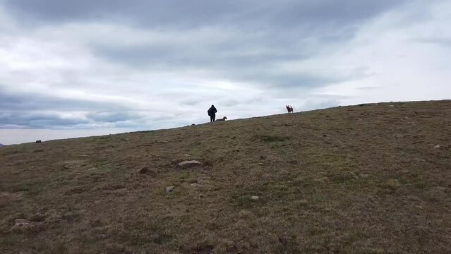 man walking on the mountain alone with dogs with spectacular views