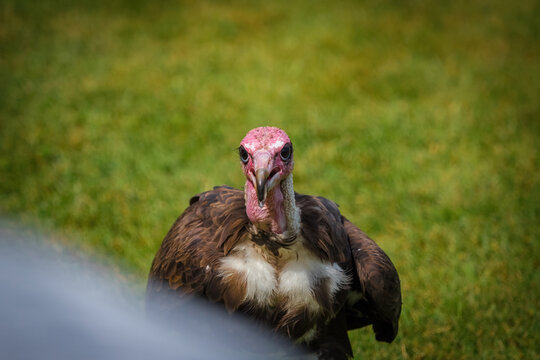 A capped vulture closeup at a falconry in saarland, copy space