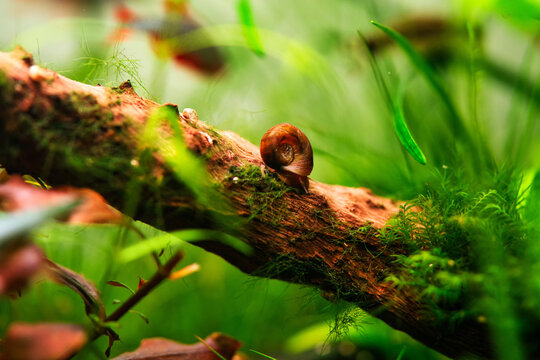 Planorbarius corneus, Avatar Posthornschnecke freshwater snail stock photo. Planorbella duryi duryi, great ramshorn snail aquascaping animal macro close up photography with a focus gradient