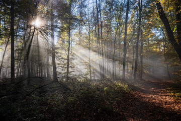 Herbst Stimmung - Nebelsterne im Wald 