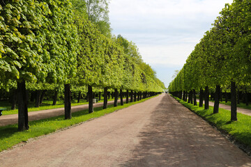 Fototapeta na wymiar Strict rows of trimmed lime trees Marlin alley in spring on a clear sunny day, Peterhof. Sights of Russia. Architecture of World Tourism.