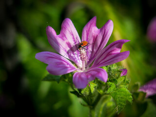Macro photo of insect collecting pollen inside purple malva sylvestris flower among green leaves