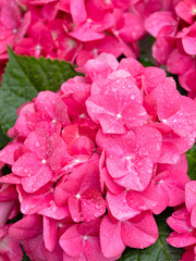 雨上がりのアジサイ