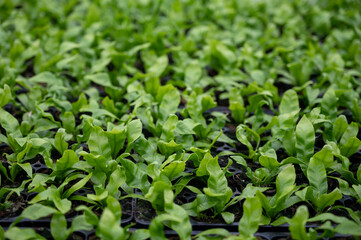 Cultivation of differenent indoor fern plants in glasshouse in Westland, North Holland, Netherlands. Flora industry,