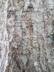 bark of a tree texture