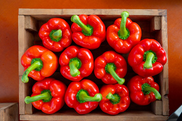 Fresh ripe red sweet bell paprika close up, new harvest