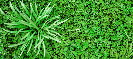 Clover view on top. Carpet of natural clover. Natural grass background. Green decorative grass for landscape design.