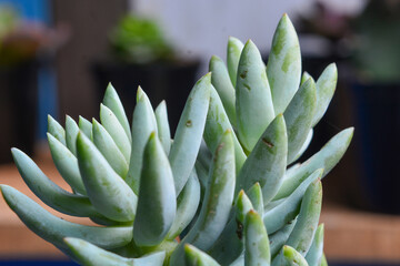 Succulent plants have a miniature shape. The thick leaves contain a lot of water. This plant is usually planted in small pots to be used as an ornamental plant.