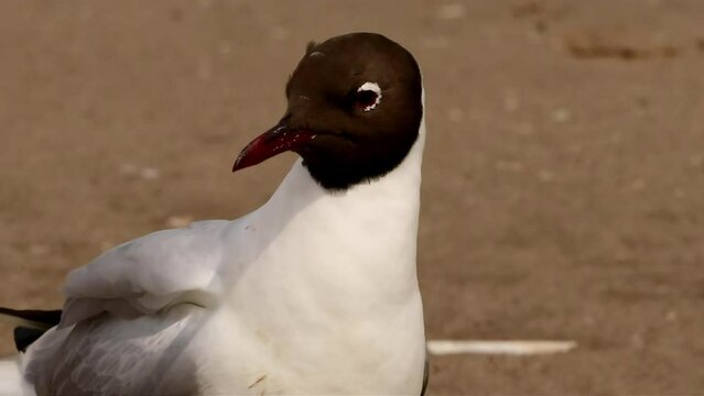 Close up of a Black-headed Gull on the beach in the wind, video