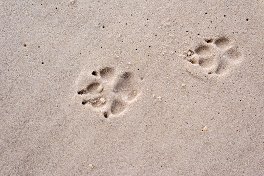 Dog Footprints in Sand