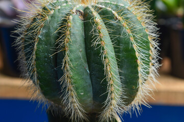 Macro photo of cactus flower (Cactaceae)