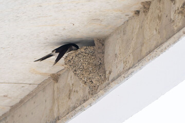 asian house martin and the nest