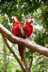 Pair of big parrots Scarlet Macaw, Ara macao, in forest habitat. Two red birds sitting on branch. Wildlife love scene from tropical forest nature.