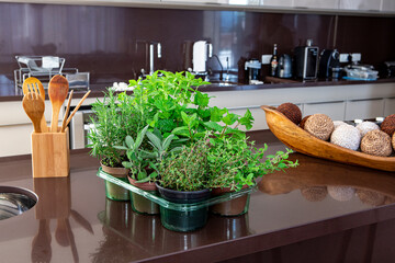 Variety of aromatic culinary herbs in vases over the sink in a modern kitchen
