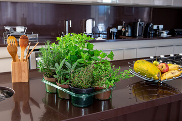 Variety of aromatic culinary herbs in vases over the sink in a modern kitchen