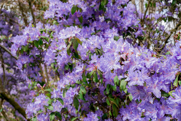 light pink blue rhododendron brush. - obrazy, fototapety, plakaty