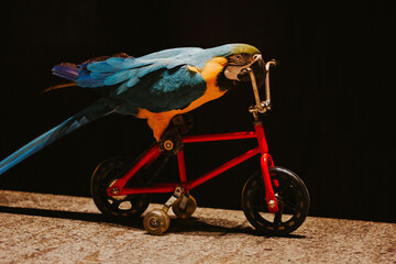 trained smart macaw bird parrot doing trick on bycycle