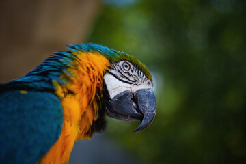  blue yelloe macaw parrot portrait in green exotic environment