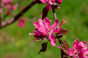 Apple blossom on apple tree. Close-up.