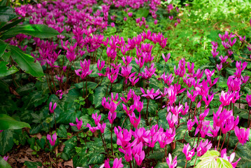 Obraz premium Cyclamen coum flowers natural on forest floor