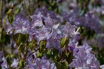 light pink blue rhododendron brush. - obrazy, fototapety, plakaty