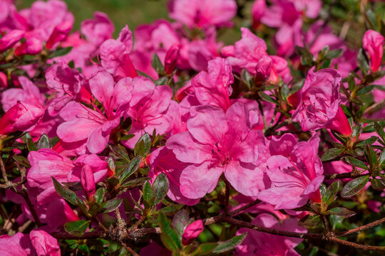 Closeup of rhododendron flowers in the park