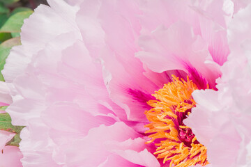 Pink light from the summer peonies background.