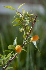 QUINOTO - orange fruit in the tree