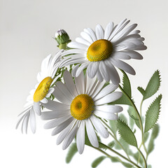 Bouquet of daisy daisies chamomile flower plant with leaves isolated on white background. 3D rendering. Flat lay, top view. macro closeup	
